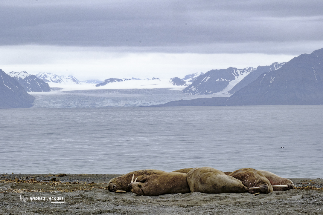 svalbard-120.jpg