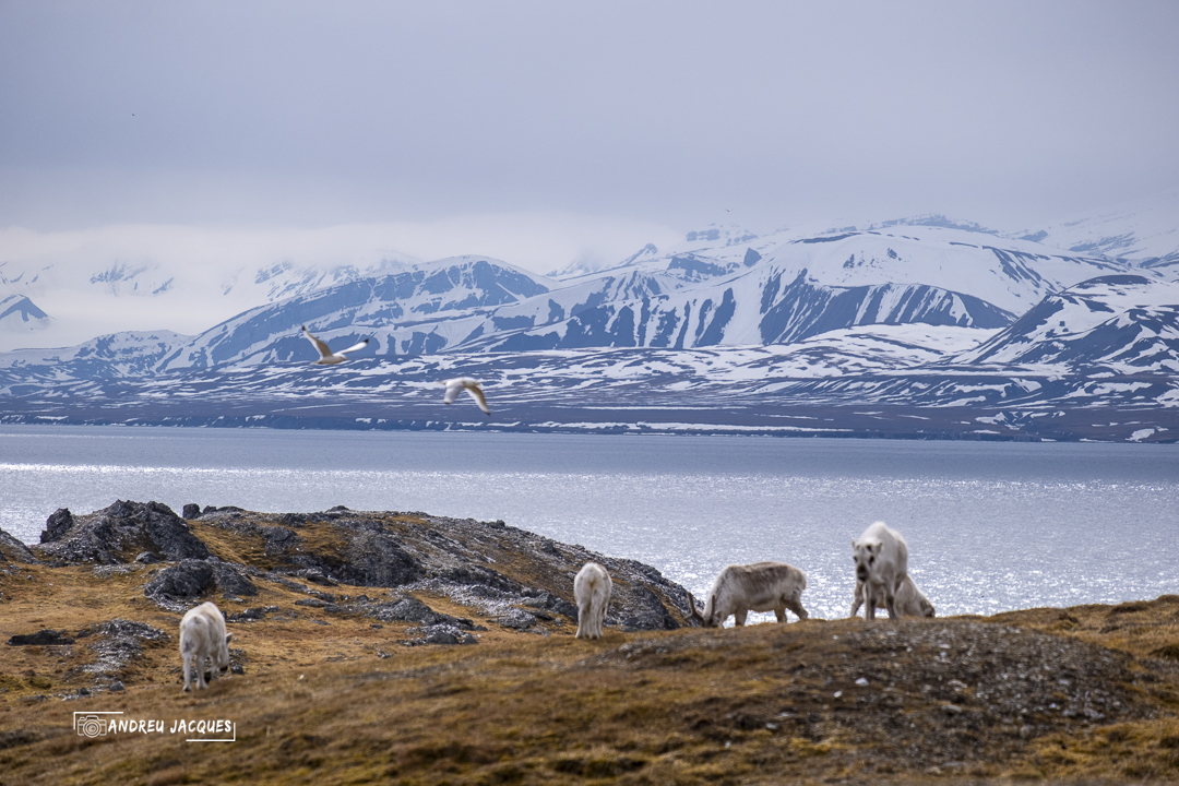 svalbard-15.jpg